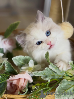 Photo №3. Chatons Ragdoll haut de gamme à vendre doux, doux et pleins de charme. Allemagne