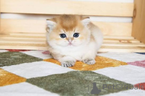 Photo №3. Chatons TICA Reg British Shorthair disponibles. La Grande-Bretagne