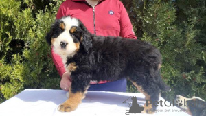 Photo №3. Chiots Bouvier Bernois. Serbie