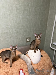 Photo №3. chatons abyssins. Biélorussie