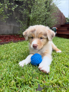 Photo №2 de l'annonce № 159493 de la vente berger australien - acheter à Allemagne éleveur