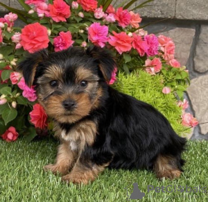 Photo №2 de l'annonce № 115291 de la vente yorkshire terrier - acheter à USA 