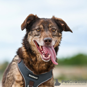 Photo №1. chien bâtard - à vendre en ville de Москва | Gratuit | Annonce №95237