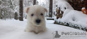 Photos supplémentaires: Meilleurs chiots West Highland White Terrier à vendre