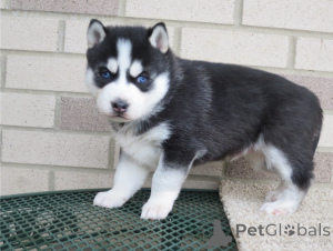 Photo №3. Chiots Husky Sibériens. Allemagne