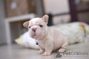 Photo №1. bouledogue - à vendre en ville de Minsk | 2839€ | Annonce №125292