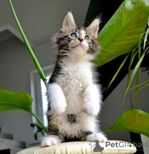 Photo №1. maine coon - à vendre en ville de Франкфурт-на-Майне | 600€ | Annonce № 120784