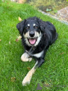 Photo №3. Beau, grand et positif chiot Mario. Fédération de Russie