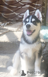 Photo №1. husky de sibérie - à vendre en ville de Voronezh | 571€ | Annonce №11619