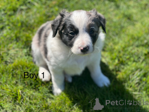 Photo №3. Chiots Border Collie. USA
