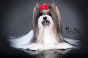 Photo №3. Beaver Yorkshire Terrier. Biélorussie