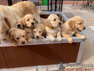 Photo №2 de l'annonce № 115947 de la vente golden retriever - acheter à Allemagne annonce privée