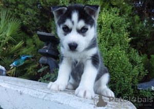 Photo №1. husky de sibérie - à vendre en ville de Los Angeles | négocié | Annonce №81571