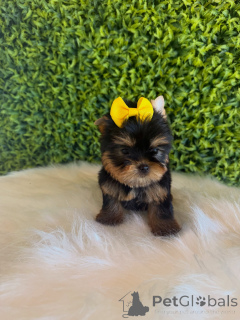 Photo №3. Charmant chiot Yorkshire Terrier doux, ludique et prêt pour une maison aimante !. République Tchèque