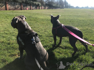 Photo №4. Je vais vendre staffordshire bull terrier en ville de Juron. annonce privée, éleveur - prix - 1250€