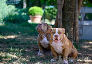 Photos supplémentaires: Chiots American Bully à vendre