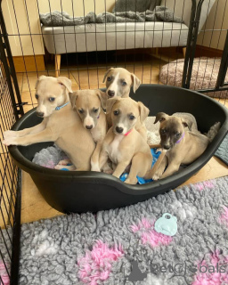 Photo №1. lévrier whippet - à vendre en ville de Hambourg | négocié | Annonce №164982