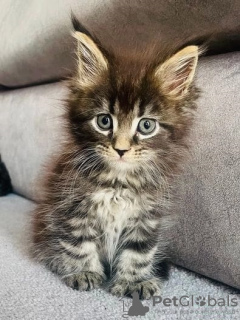 Photo №1. maine coon - à vendre en ville de New york | négocié | Annonce № 117691