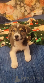 Photo №1. chien bâtard - à vendre en ville de Rivière moscou | Gratuit | Annonce №153727