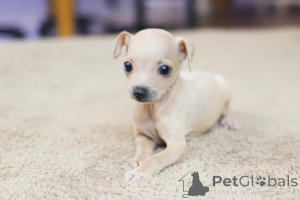 Photo №3. Dean Janet Kay Puppies House. USA