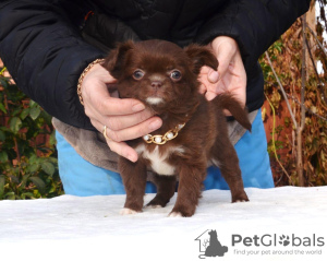 Photo №1. chihuahua - à vendre en ville de Saint-Pétersbourg | Gratuit | Annonce №13871