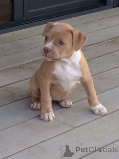 Photo №1. american pit bull terrier - à vendre en ville de Péninsule de Tāwharanui | négocié | Annonce №170492