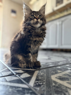 Photo №3. Hermosos Gatitos Maine Coon. Espagne