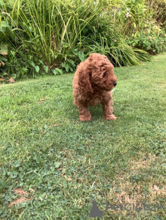 Photo №2 de l'annonce № 116544 de la vente chien bâtard - acheter à Allemagne annonce privée