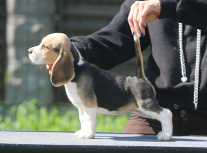 Photo №3. Fille super intelligente. Beagle. Biélorussie