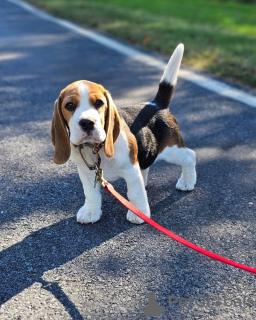 Photo №3. Magnifiques chiots Beagle. Allemagne