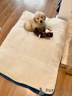 Photo №2 de l'annonce № 171697 de la vente golden retriever - acheter à L'Autriche annonce privée