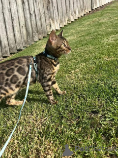 Photo №1. bengal - à vendre en ville de Umeå | 750€ | Annonce № 153217