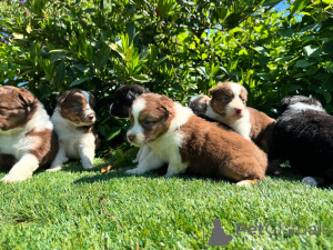 Photo №1. bouvier australien - à vendre en ville de Moule | négocié | Annonce №160850