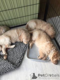 Photo №3. Chiots Golden Retriever disponibles maintenant avec services de livraison à. Pays Bas