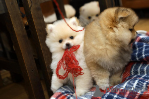 Photo №3. Spitz allemand. Suède