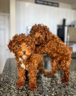 Photo №3. Chiots Teacup Poodle testés pour leur santé. Allemagne