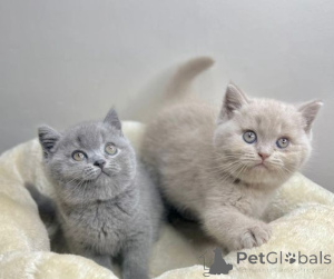 Photo №1. british shorthair - à vendre en ville de Espoo | négocié | Annonce № 156702