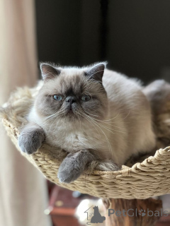 Photo №1. exotic shorthair - à vendre en ville de Aizlingen | 450€ | Annonce № 157791