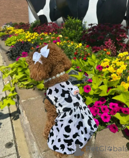 Photo №4. Je vais vendre caniche royale en ville de Alice Springs. éleveur - prix - 319€