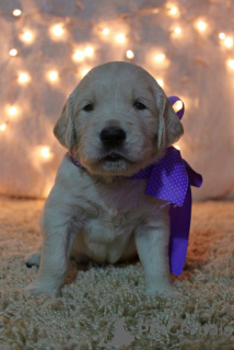 Photos supplémentaires: Chiots Golden Retriever