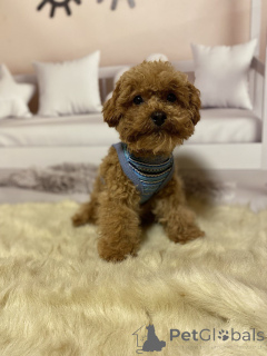 Photo №4. Je vais vendre chien bâtard en ville de Berlin. annonce privée, éleveur - prix - 1200€