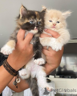 Photo №1. maine coon - à vendre en ville de Karrantza Harana | négocié | Annonce № 168296