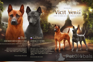 Photo №2 de l'annonce № 8548 de la vente chien thaïlandais à crête dorsale - acheter à La Lettonie éleveur