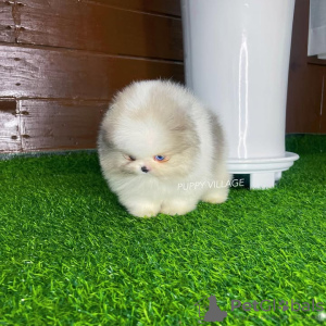 Photo №4. Je vais vendre chihuahua en ville de Porto. éleveur - prix - 350€