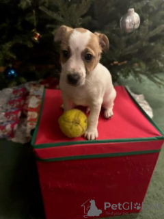 Photo №3. Chiots Jack Russell Terrier à adopter. Allemagne