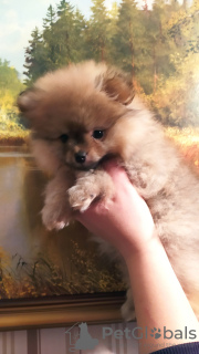 Photo №2 de l'annonce № 27154 de la vente  - acheter à Biélorussie annonce privée