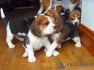 Photo №1. beagle - à vendre en ville de Vossevangen | négocié | Annonce №158441