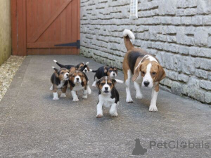 Photo №1. beagle - à vendre en ville de Oostkamp | négocié | Annonce №170403