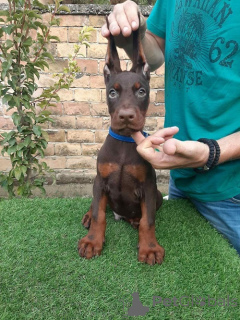 Photo №3. Chiots Doberman à vendre. Serbie