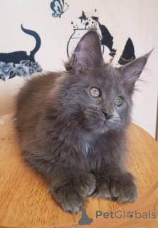 Photo №4. Je vais vendre maine coon en ville de Leipzig. annonce privée - prix - 420€